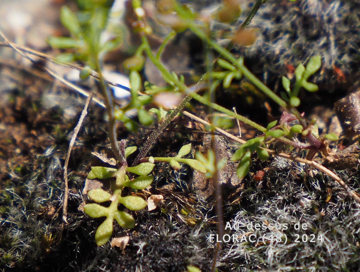 Chamois cress, Rock leaf